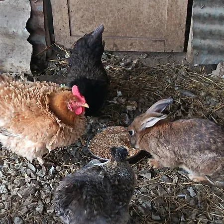 Maison à La Campagne Avec Terrasse, Animaux Acceptés - Fr-1-616-467 Casa de Férias