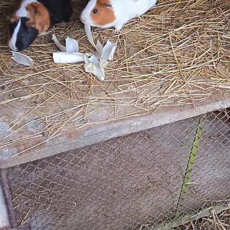 Maison A La Campagne Avec Terrasse, Animaux Acceptes - Fr-1-616-467